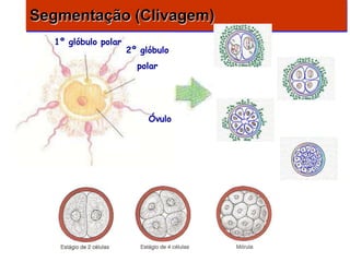 Segmentação (Clivagem)
  1º glóbulo polar
                     2º glóbulo
                       polar




                          Óvulo
 