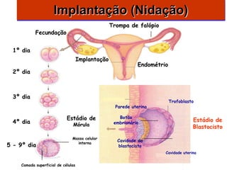 Implantação (Nidação)
                                                  Trompa de falópio
           Fecundação


  1º dia
                                    Implantação
                                                             Endométrio
  2º dia



  3º dia
                                                                          Trofoblasto
                                                    Parede uterina

                            Estádio de               Botão
                                                                                    Estádio de
  4º dia                       Mórula              embrionário
                                                                                    Blastocisto
                               Massa celular
                                 interna
                                                    Cavidade do
5 - 9º dia                                          blastocisto
                                                                      Cavidade uterina


    Camada superficial de células
 