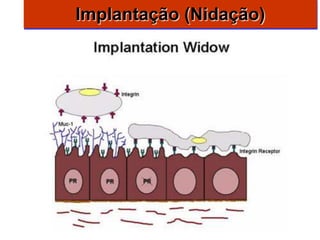 Implantação (Nidação)
 