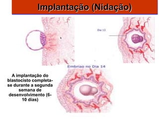 Implantação (Nidação)




  A implantação do
blastocisto completa-
se durante a segunda
     semana de
 desenvolvimento (6-
       10 dias)
 
