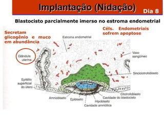 Implantação (Nidação)                 Dia 8
   Blastocisto parcialmente imerso no estroma endometrial
                                   Céls. Endometriais
Secretam                           sofrem apoptose
glicogênio e muco
em abundância
 
