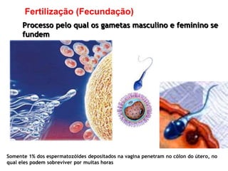 Fertilização (Fecundação)
      Processo pelo qual os gametas masculino e feminino se
      fundem




Somente 1% dos espermatozóides depositados na vagina penetram no cólon do útero, no
qual eles podem sobreviver por muitas horas
 