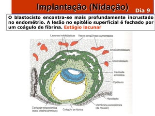 Implantação (Nidação)                    Dia 9
O blastocisto encontra-se mais profundamente incrustado
no endométrio. A lesão no epitélio superficial é fechado por
um coágulo de fibrina. Estágio lacunar
 