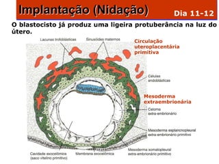 Implantação (Nidação)                          Dia 11-12
O blastocisto já produz uma ligeira protuberância na luz do
útero.
                                   Circulação
                                   uteroplacentária
                                   primitiva




                                      Mesoderma
                                      extraembrionária
 
