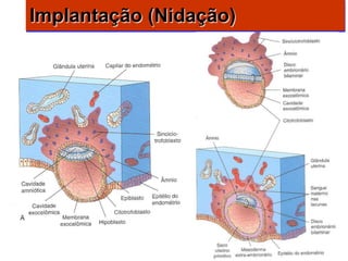 Implantação (Nidação)
 