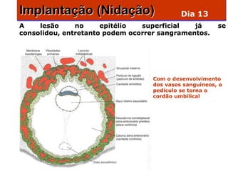 Implantação (Nidação)                       Dia 13
A    lesão     no     epitélio  superficial   já        se
consolidou, entretanto podem ocorrer sangramentos.




                                   Com o desenvolvimento
                                   dos vasos sanguíneos, o
                                   pedículo se torna o
                                   cordão umbilical
 