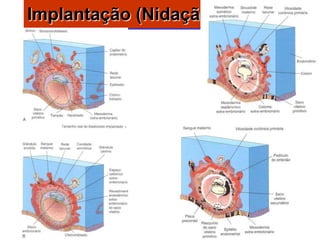 Implantação (Nidação)
 