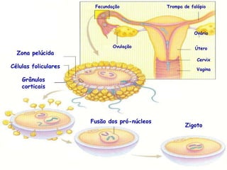 Fecundação             Trompa de falópio




                                                         Ovário


                              Ovulação                    Útero
  Zona pelúcida
                                                           Cervix
Células foliculares                                        Vagina

    Grânulos
    corticais




                      Fusão dos pró-núcleos
                                                      Zigoto
 