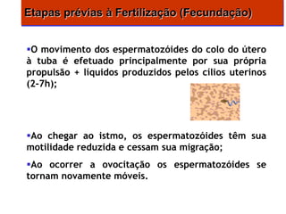Etapas prévias à Fertilização (Fecundação)


O movimento dos espermatozóides do colo do útero
à tuba é efetuado principalmente por sua própria
propulsão + líquidos produzidos pelos cílios uterinos
(2-7h);




Ao chegar ao istmo, os espermatozóides têm sua
motilidade reduzida e cessam sua migração;
Ao ocorrer a ovocitação os espermatozóides se
tornam novamente móveis.
 