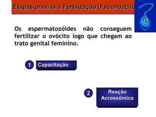 Etapas prévias à Fertilização (Fecundação)


Os espermatozóides não conseguem
fertilizar o ovócito logo que chegam ao
trato genital feminino.


    1   Capacitação




                        2      Reação
                             Acrossômica
 