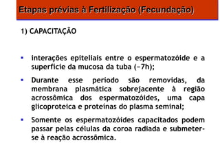 Etapas prévias à Fertilização (Fecundação)

1) CAPACITAÇÃO


   interações epiteliais entre o espermatozóide e a
    superfície da mucosa da tuba (~7h);
   Durante esse período são removidas, da
    membrana plasmática sobrejacente à região
    acrossômica dos espermatozóides, uma capa
    glicoproteica e proteínas do plasma seminal;
   Somente os espermatozóides capacitados podem
    passar pelas células da coroa radiada e submeter-
    se à reação acrossômica.
 