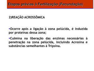 Etapas prévias à Fertilização (Fecundação)


2)REAÇÃO ACROSSÔMICA


Ocorre após a ligação à zona pelúcida, é induzida
por proteínas dessa zona;
Culmina na liberação das enzimas necessárias à
penetração na zona pelúcida, incluindo Acrosina e
substâncias semelhantes à Tripsina.
 