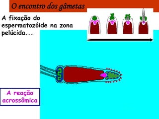 O encontro dos gâmetas
A fixação do
espermatozóide na zona
pelúcida...




 A reação
acrossômica
 