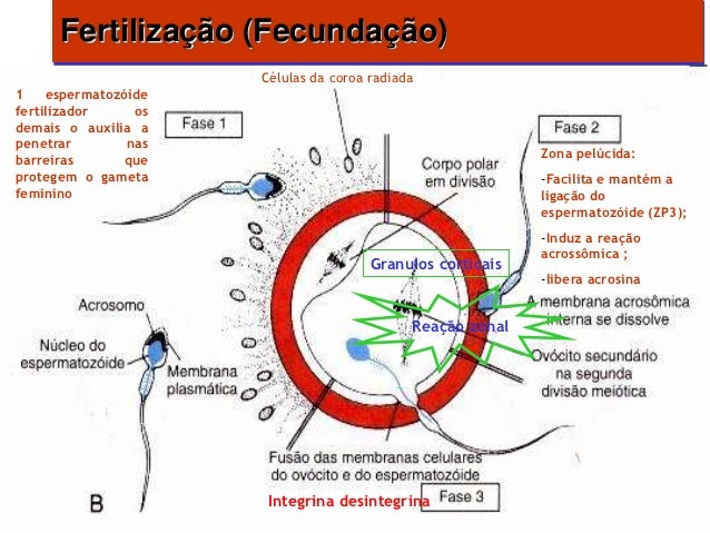 Fecundação