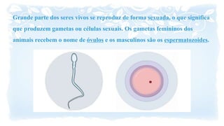 Grande parte dos seres vivos se reproduz de formasexuada, o que significa
que produzem gametas ou células sexuais. Os gametas femininos dos
animais recebem o nome deóvulos e os masculinos são os espermatozoides.
 