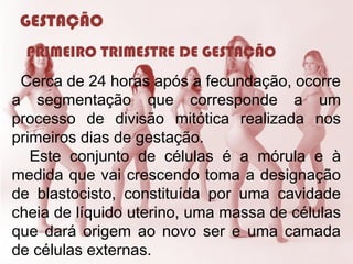 GESTAÇÃO
PRIMEIRO TRIMESTRE DE GESTAÇÃO
Cerca de 24 horas após a fecundação, ocorre
a segmentação que corresponde a um
processo de divisão mitótica realizada nos
primeiros dias de gestação.
Este conjunto de células é a mórula e à
medida que vai crescendo toma a designação
de blastocisto, constituída por uma cavidade
cheia de líquido uterino, uma massa de células
que dará origem ao novo ser e uma camada
de células externas.
 