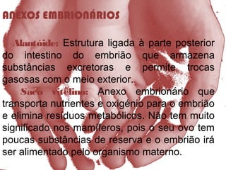 ANEXOS EMBRIONÁRIOS
Alantóide: Estrutura ligada à parte posterior
do intestino do embrião que armazena
substâncias excretoras e permite trocas
gasosas com o meio exterior.
Saco vitelino: Anexo embrionário que
transporta nutrientes e oxigénio para o embrião
e elimina resíduos metabólicos. Não tem muito
significado nos mamíferos, pois o seu ovo tem
poucas substâncias de reserva e o embrião irá
ser alimentado pelo organismo materno.
 