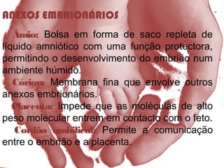 ANEXOS EMBRIONÁRIOS
Âmio: Bolsa em forma de saco repleta de
líquido amniótico com uma função protectora,
permitindo o desenvolvimento do embrião num
ambiente húmido.
Córion: Membrana fina que envolve outros
anexos embrionários.
Placenta: Impede que as moléculas de alto
peso molecular entrem em contacto com o feto.
Cordão umbilical: Permite a comunicação
entre o embrião e a placenta.
 