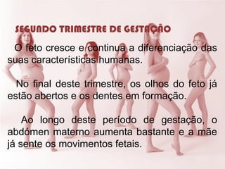 SEGUNDO TRIMESTRE DE GESTAÇÃO
O feto cresce e continua a diferenciação das
suas características humanas.
No final deste trimestre, os olhos do feto já
estão abertos e os dentes em formação.
Ao longo deste período de gestação, o
abdómen materno aumenta bastante e a mãe
já sente os movimentos fetais.
 