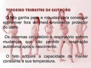 TERCEIRO TRIMESTRE DE GESTAÇÃO
O feto ganha peso e robustez para conseguir
sobreviver fora do meio envolvente protector
do útero.
Os sistemas circulatório e respiratório sofrem
mudanças que vão permitir a respiração
autónoma após o nascimento.
O feto adquire a capacidade de manter
constante a sua temperatura.
 