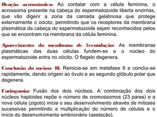 Reação acrossômica: Ao contatar com a célula feminina, o
acrossoma presente na cabeça do espermatozoide liberta enzimas,
que vão digerir a zona da camada gelatinosa que protege
externamente o oócito, permitindo que os receptores da membrana
plasmática da cabeça do espermatozoide sejam reconhecidos pelos
que se encontram na membrana da célula feminina.
Aparecimento da membrana de fecundação: As membranas
plasmáticas das duas células fundem-se e o núcleo do
espermatozoide entra no oócito. O flagelo degenera.
Conclusão da meiose II: Reinicia-se em metafase II e conclui-se
rapidamente, dando origem ao óvulo e ao segundo glóbulo polar que
degenera.
Cariogamia: Fusão dos dois núcleos. A combinação dos dois
núcleos haploides repõe o número de cromossomos (23 pares) e a
nova célula (zigoto) inicia o seu desenvolvimento através de mitoses
sucessivas permitindo a multiplicação do número de células e o
início do desenvolvimento embrionário (gestação).
 