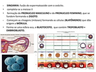 SINGAMIA: fusão do espermatozoide com o ovócito.
• completa-se a meiose II
• formação do PRONUCLEO MASCULINO e do PRONUCLEO FEMININO, que se
fundem formando o ZIGOTO.
•
Começam as clivagens (mitoses) formando as células (BLATÔMEROS) que dão
origem a MÓRULA.
• Forma-se uma esfera oca, o BLASTOCISTO, que contém TROFOBLASTO +
EMBRIOBLASTO.
•

 