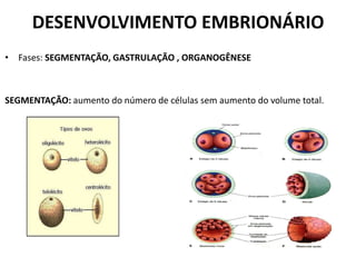 DESENVOLVIMENTO EMBRIONÁRIO
• Fases: SEGMENTAÇÃO, GASTRULAÇÃO , ORGANOGÊNESE

SEGMENTAÇÃO: aumento do número de células sem aumento do volume total.

 