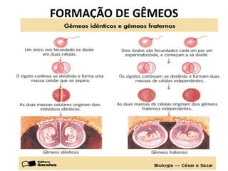 FORMAÇÃO DE GÊMEOS

 