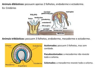 Animais diblásticos: possuem apenas 2 folhetos, endoderme e ectoderme.
Ex: Cnidários

Animais triblásticos: possuem 3 folhetos, endoderme, mesoderme e ectoderme.
Acelomados: possuem 3 folhetos, mas sem
cavidade.
Pseudocelomados: a mesoderme não reveste
todo o celoma.
Celomados: a mesoderme reveste todo o celoma.

 