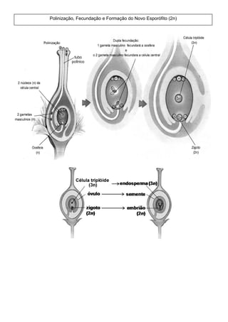 Polinização, Fecundação e Formação do Novo Esporófito (2n)
 