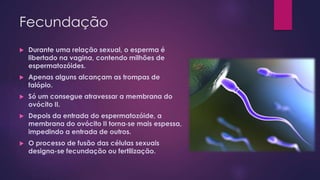 Fecundação
 Durante uma relação sexual, o esperma é
libertado na vagina, contendo milhões de
espermatozóides.
 Apenas alguns alcançam as trompas de
falópio.
 Só um consegue atravessar a membrana do
ovócito II.
 Depois da entrada do espermatozóide, a
membrana do ovócito II torna‐se mais espessa,
impedindo a entrada de outros.
 O processo de fusão das células sexuais
designa-se fecundação ou fertilização.
 