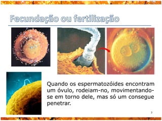 Quando os espermatozóides encontram
um óvulo, rodeiam-no, movimentando-
se em torno dele, mas só um consegue
penetrar.
                                  3
 