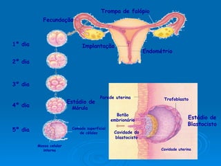 Trompa de falópio Implantação Endométrio Fecundação 2º dia 5º dia 4º dia 3º dia 1º dia Massa celular interna Camada superficial de células Parede uterina Trofoblasto Cavidade uterina Estádio de  Mórula  Cavidade do blastocisto Botão embrionário Estádio de Blastocisto 