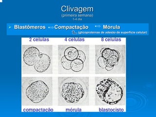 Clivagem (primeira semana) 1-4 dia Blastômeros  Compactação  Mórula (glicoproteínas de adesão de superfície celular) 