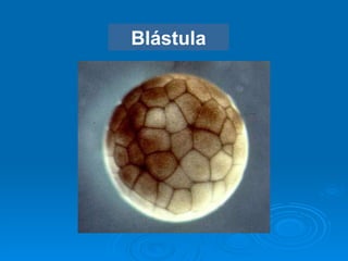Blástula 