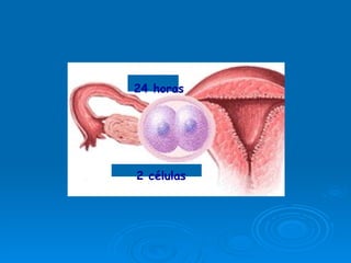 24 horas 2 células 