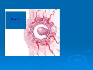 Dia 21 