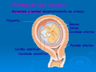 Formação dos anexos embrionários Garantem o normal desenvolvimento da criança  Âmnios Cavidade amniótica Córion Cavidade uterina Parede uterina Cordão umbilical Placenta 