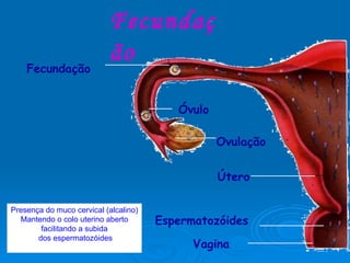 Fecundação Presença do muco cervical (alcalino) Mantendo o colo uterino aberto facilitando a subida dos espermatozóides Vagina Espermatozóides Útero Ovulação Óvulo Fecundação 