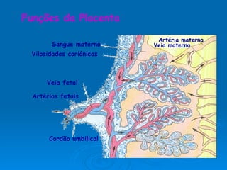 Funções da Placenta Artéria materna Veia materna Sangue materno Vilosidades coriónicas Veia fetal Artérias fetais Cordão umbilical 