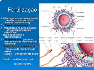 2 - Passagem do espermatozóide - através da  corona radiata  ( enzima hialuronidase) 3 –  Reação acrossômica 4 - Penetração na  zona pelúcida   -  (ZP3 receptor espécie-específica)  enzimas acrosina e neuraminidase 5 -  Reação de Zona  (enzimas lisossomais da membrana do ovócito II) (Penetração de 1 só espermtz) -  Bloqueio da membrana do óvulo : *Rápido  -  enrigecimento da zp *Lento   - desligamento dos  receptores ZP3  Fertilização 