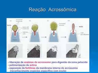 Reação  Acrossômica 