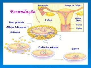 Fecundação Células foliculares Fusão dos núcleos Grânulos  Zigoto Zona pelúcida Vagina Fecundação Útero Ovulação Ovário Cervix Trompa de falópio 