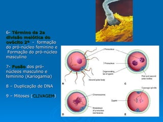 6-  Término da 2a divisão meiótica do   ovócito 2º   -  formação do pró-núcleo feminino e  Formação do pró-núcleo masculino 7-  Fusão   dos pró-núcleos masculino e feminino (Kariogamia) 8 – Duplicação de DNA 9 – Mitoses ( CLIVAGEM ) 