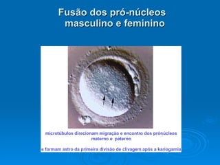 Fusão dos pró-núcleos   masculino e feminino 