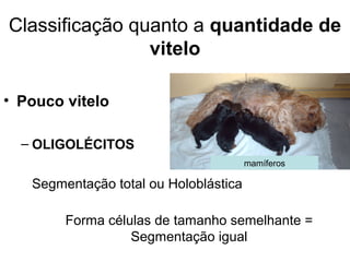 Classificação quanto a quantidade de
                vitelo

• Pouco vitelo

  – OLIGOLÉCITOS
                                       mamíferos

   Segmentação total ou Holoblástica

        Forma células de tamanho semelhante =
                  Segmentação igual
 