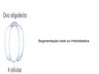 Segmentação total ou Holoblástica
 