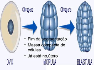 • Fim da segmentação
• Massa compacta de
  células
• Já está no útero
 
