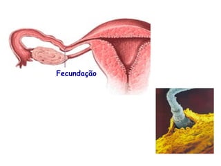 Fecundação
 