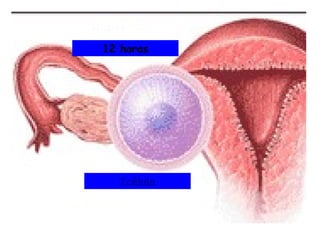 12 horas




   1célula
 